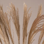 GloboStar® MISCANTHUS 36538 Αποξηραμένο Φυτό Μίσχανθος - Μπουκέτο Διακοσμητικών Κλαδιών Μπεζ Υ120cm - Σετ 10 τμχ - Image 2