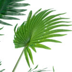 GloboStar® Artificial Garden PALM TREE 20014 Τεχνητό Διακοσμητικό Φυτό Φοινικόδεντρο Βεντάλια Υ210cm - Image 3