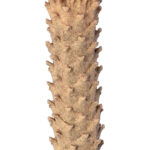 GloboStar® Artificial Garden CYCADS 20023 Τεχνητό Διακοσμητικό Φυτό Αρωματική Κύκας Υ140cm - Image 4