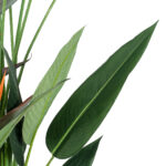GloboStar® Artificial Garden STRELITZIA REGINAE 20033 Τεχνητό Διακοσμητικό Φυτό Στρελίτσια - Πουλί του Παραδείσου Υ180cm - Image 3