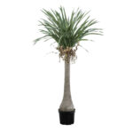 GloboStar® Artificial Garden BEAUCARNEA PALM TREE 20046 Τεχνητό Διακοσμητικό Φυτό Κυρτόφυλλος Μπουκαρνέα Υ165cm - Image 2