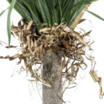 GloboStar® Artificial Garden BEAUCARNEA PALM TREE 20046 Τεχνητό Διακοσμητικό Φυτό Κυρτόφυλλος Μπουκαρνέα Υ165cm - Image 4
