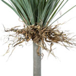 GloboStar® Artificial Garden BEAUCARNEA PALM TREE 20047 Τεχνητό Διακοσμητικό Φυτό Κυρτόφυλλος Μπουκαρνέα Υ200cm - Image 4