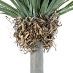 GloboStar® Artificial Garden BEAUCARNEA PALM TREE 20048 Τεχνητό Διακοσμητικό Φυτό Κυρτόφυλλος Μπουκαρνέα Υ250cm - Image 4