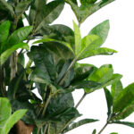 GloboStar® Artificial Garden FORTUNE GUIANA TREE 20056 Τεχνητό Διακοσμητικό Φυτό Καστανιά του Μαλαμπάρ Υ160cm - Image 3