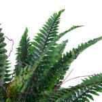 GloboStar® Artificial Garden FERN 20058 Τεχνητό Διακοσμητικό Φυτό Φτέρη Υ40cm - Image 3