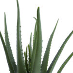 GloboStar® Artificial Garden ALOE 20065 Τεχνητό Διακοσμητικό Φυτό Αλόη Υ50cm - Image 3