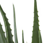 GloboStar® Artificial Garden ALOE 20066 Τεχνητό Διακοσμητικό Φυτό Αλόη Υ65cm - Image 3