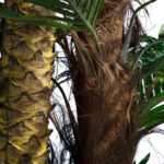 GloboStar® Artificial Garden COCONUT PALM TREE 20087 Τεχνητό Διακοσμητικό Φυτό Φοινικόδεντρο Κοκοφοίνικας Υ350cm - Image 3