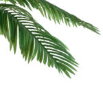 GloboStar® Artificial Garden COCONUT PALM TREE 20088 Τεχνητό Διακοσμητικό Φυτό Φοινικόδεντρο Κοκοφοίνικας Υ250cm - Image 3