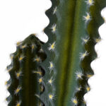 GloboStar® Artificial Garden CEREUS JAMACARU CACTUS 20095 Τεχνητό Διακοσμητικό Φυτό Κάκτος Κηρίος Υ71cm - Image 3