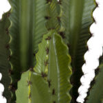 GloboStar® Artificial Garden CEREUS JAMACARU CACTUS 20099 Τεχνητό Διακοσμητικό Φυτό Κάκτος Κηρίος Υ66cm - Image 3