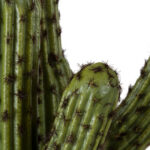 GloboStar® Artificial Garden CARNEGIEA CACTUS 20100 Τεχνητό Διακοσμητικό Φυτό Κάκτος Σαγκουάρο Υ63cm - Image 3