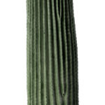 GloboStar® Artificial Garden CARNEGIEA CACTUS 20125 Τεχνητό Διακοσμητικό Φυτό Κάκτος Σαγκουάρο Υ85cm - Image 3