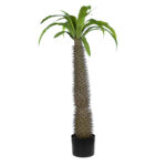 GloboStar® Artificial Garden PACHYPODIUM LAMEREI PALM TREE 20129 Τεχνητό Διακοσμητικό Φυτό Φοίνικας της Μαγαδασκάρης Υ105cm - Image 2