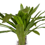 GloboStar® Artificial Garden PACHYPODIUM LAMEREI PALM TREE 20130 Τεχνητό Διακοσμητικό Φυτό Φοίνικας της Μαγαδασκάρης Υ175cm - Image 3
