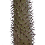 GloboStar® Artificial Garden PACHYPODIUM LAMEREI PALM TREE 20130 Τεχνητό Διακοσμητικό Φυτό Φοίνικας της Μαγαδασκάρης Υ175cm - Image 4
