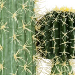 GloboStar® Artificial Garden CARNEGIEA CACTUS 20135 Τεχνητό Διακοσμητικό Φυτό Κάκτος Σαγκουάρο Υ180cm - Image 4