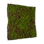 GloboStar® Artificial Garden BRYOPHYTA 20143 Τεχνητό Διακοσμητικό Πάνελ Φυλλωσιάς - Κάθετος Κήπος Βρύα Μ100 x Π100 x Υ5cm - Image 4