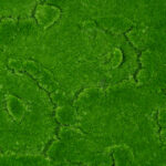 GloboStar® Artificial Garden BRYOPHYTA 20145 Τεχνητό Διακοσμητικό Πάνελ Φυλλωσιάς - Κάθετος Κήπος Βρύα Μ100 x Π100 x Υ3cm - Image 5