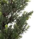 GloboStar® Artificial Garden LEMON CYPRESS 20151 Τεχνητό Διακοσμητικό Φυτό Λεμονόκυπάρισσο Υ120cm - Image 3