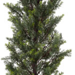 GloboStar® Artificial Garden LEMON CYPRESS 20151 Τεχνητό Διακοσμητικό Φυτό Λεμονόκυπάρισσο Υ120cm - Image 4