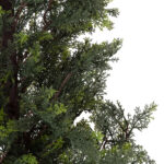 GloboStar® Artificial Garden LEMON CYPRESS 20153 Τεχνητό Διακοσμητικό Φυτό Λεμονόκυπάρισσο Υ180cm - Image 3