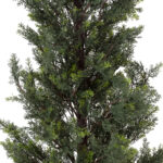 GloboStar® Artificial Garden LEMON CYPRESS 20153 Τεχνητό Διακοσμητικό Φυτό Λεμονόκυπάρισσο Υ180cm - Image 4