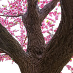 GloboStar® Artificial Garden PEACH BLOSSOM TREE 20159 Τεχνητό Διακοσμητικό Δέντρο Ανθισμένη Ροδακινιά Υ340cm - Image 4
