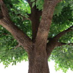 GloboStar® Artificial Garden BANYAN FICUS TREE 20160 Τεχνητό Διακοσμητικό Δέντρο Ινδική Συκιά Φίκος Υ340cm - Image 3