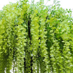 GloboStar® Artificial Garden LABURNUM TREE 20165 Τεχνητό Διακοσμητικό Δέντρο Λαβούρνο Υ340cm - Image 3