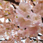 GloboStar® Artificial Garden CHERRY PRUNUS BLOSSOM TREE 20167 Τεχνητό Διακοσμητικό Δέντρο Άνθος Κερασιάς Προύμνη Υ400cm - Image 3