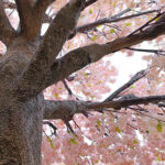GloboStar® Artificial Garden CHERRY PRUNUS BLOSSOM TREE 20167 Τεχνητό Διακοσμητικό Δέντρο Άνθος Κερασιάς Προύμνη Υ400cm - Image 4