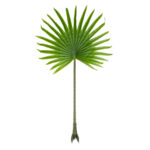 GloboStar® Artificial Garden SERENOA PALM LEAF 20172 Τεχνητό Διακοσμητικό Φύλο Φοινικόδεντρου Σερενόα Βεντάλια Π77 x Υ140cm - Image 2