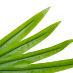 GloboStar® Artificial Garden SERENOA PALM LEAF 20172 Τεχνητό Διακοσμητικό Φύλο Φοινικόδεντρου Σερενόα Βεντάλια Π77 x Υ140cm - Image 3