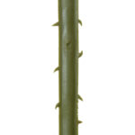 GloboStar® Artificial Garden SERENOA PALM LEAF 20172 Τεχνητό Διακοσμητικό Φύλο Φοινικόδεντρου Σερενόα Βεντάλια Π77 x Υ140cm - Image 4