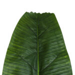 GloboStar® Artificial Garden BANANA TREE LEAF 20177 - Τεχνητό Διακοσμητικό Φύλο Μπανανιάς - Μπανανόδεντρου Π30 x Υ100cm - Image 3