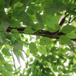 GloboStar® Artificial Garden BANYAN FICUS TREE 20186 Τεχνητό Διακοσμητικό Δέντρο Ινδική Συκιά Φίκος Υ320cm - Image 3