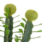 GloboStar® Artificial Garden CEREUS JAMACARU CACTUS 20193 Τεχνητό Διακοσμητικό Φυτό Κάκτος Κηρίος Υ120cm - Image 4