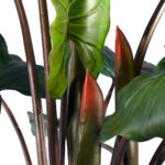 GloboStar® Artificial Garden RAINBOW TARO 20208 Τεχνητό Διακοσμητικό Φυτό Κολοκασία Υ160cm - Image 3