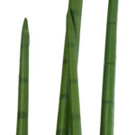 GloboStar® Artificial Garden SANSEVIERIA CYLINDRICA 20210 Τεχνητό Διακοσμητικό Φυτό Σανσεβιέρια Υ120cm - Image 3
