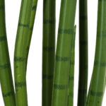 GloboStar® Artificial Garden SANSEVIERIA CYLINDRICA 20210 Τεχνητό Διακοσμητικό Φυτό Σανσεβιέρια Υ120cm - Image 4