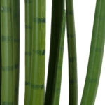 GloboStar® Artificial Garden SANSEVIERIA CYLINDRICA 20211 Τεχνητό Διακοσμητικό Φυτό Σανσεβιέρια Υ160cm - Image 4