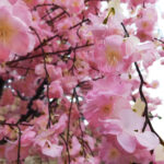 GloboStar® Artificial Garden CHERRY BLOSSOM TREE 20212 Τεχνητό Διακοσμητικό Δέντρο Άνθος Κερασιάς Υ300cm - Image 3