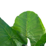 GloboStar® Artificial Garden TARO 20216 Τεχνητό Διακοσμητικό Φυτό Κολοκασία Υ140cm - Image 3