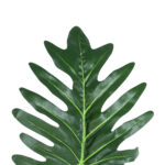 GloboStar® Artificial Garden TARO LEAF 20220 Τεχνητό Διακοσμητικό Φύλο Κολοκασίας Π32 x Υ87cm - Image 3