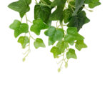 GloboStar® Artificial Garden IVY HANGING BRANCH 20253 Τεχνητό Διακοσμητικό Κρεμαστό Φυτό Κισσός Υ130cm - Image 3