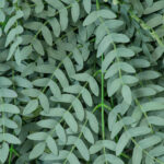 GloboStar® Artificial Garden ACACIA HANGING BRANCH 20254 Τεχνητό Διακοσμητικό Κρεμαστό Φυτό Ακακία Υ130cm - Image 4