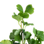 GloboStar® Artificial Garden GINKGO BRANCH 20259 Τεχνητό Διακοσμητικό Κλαδί Γκίγκο Π22 x Υ80cm - Image 3