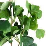 GloboStar® Artificial Garden GINKGO BRANCH 20259 Τεχνητό Διακοσμητικό Κλαδί Γκίγκο Π22 x Υ80cm - Image 4